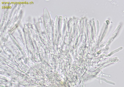 Mollisia juncina - 