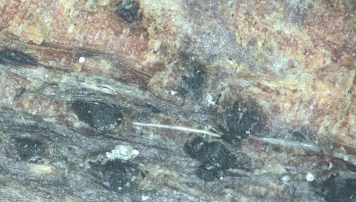 Didymella Mauersporer unbeschrieben - 
