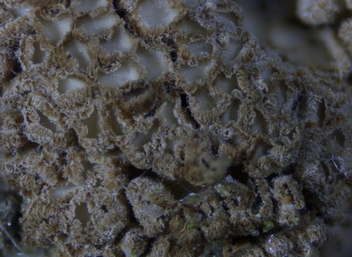 Merismodes monacha - 