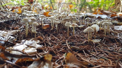 Mycena vulgaris - 