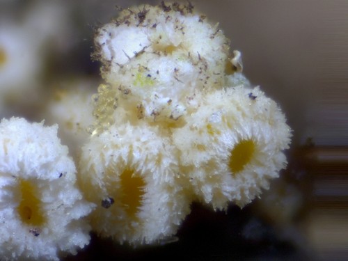 Lachnellula resinaria - 