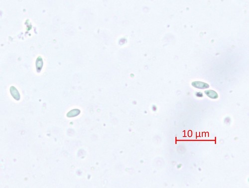 Lachnellula resinaria - 