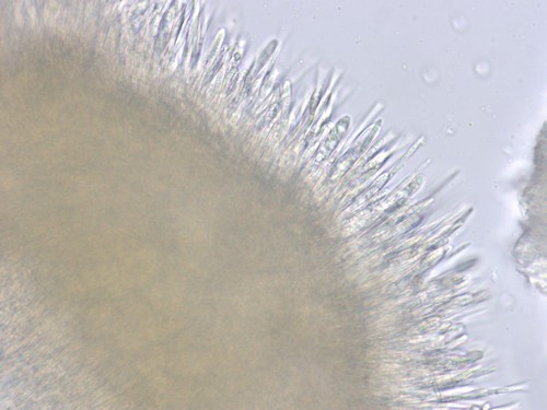 Lachnellula resinaria - 