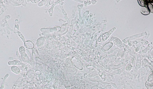 Myxarium crystallinum - 
