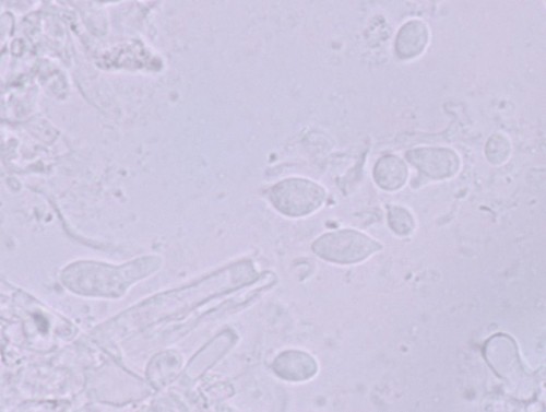 Myxarium crystallinum - 