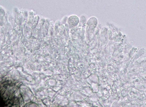 Myxarium crystallinum - 