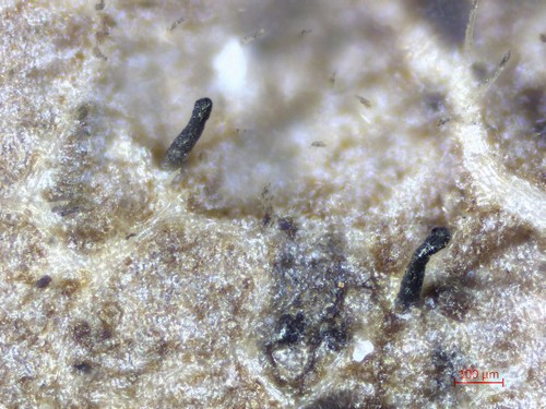 Gnomonia cerastis - 