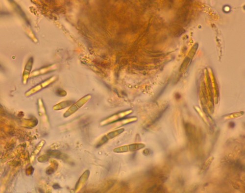 Gnomonia cerastis - 