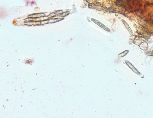 Gnomonia cerastis - 