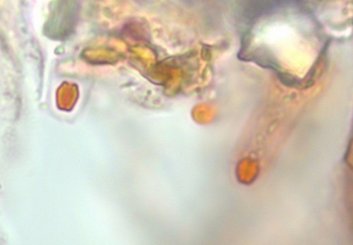Gnomonia cerastis - Apikalapparat - Kongorot  - 