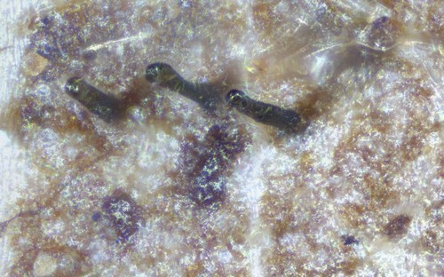 Gnomonia cerastis - 
