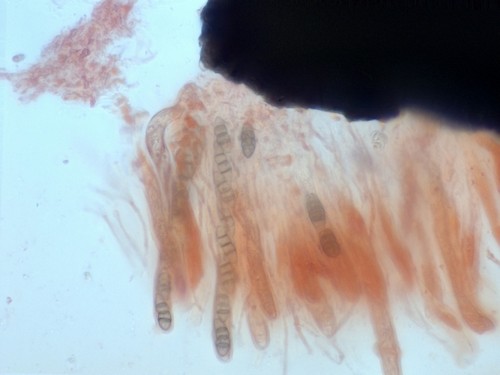 Melanomma pulvis-pyrius - 