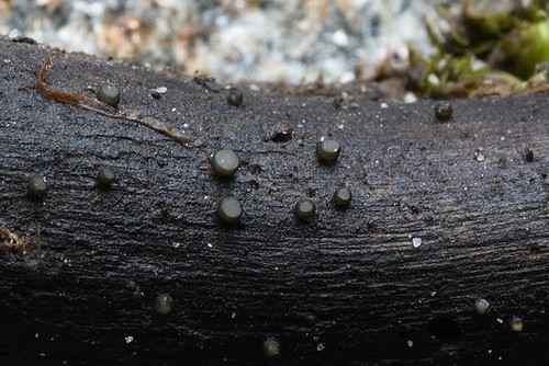 Vibrissea filispora f. boudieri - 