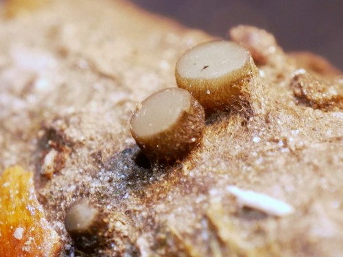 Vibrissea filispora f. boudieri - 
