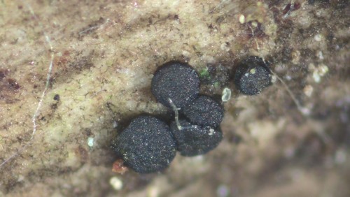 Vexillomyces xylophilus - Setae -
