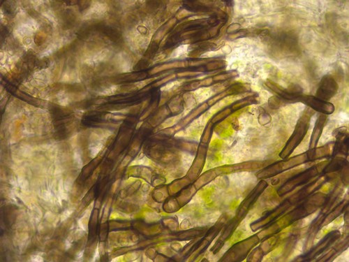 Vexillomyces xylophilus -