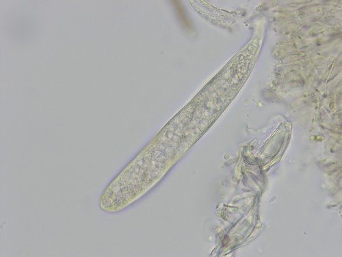Vexillomyces xylophilus -