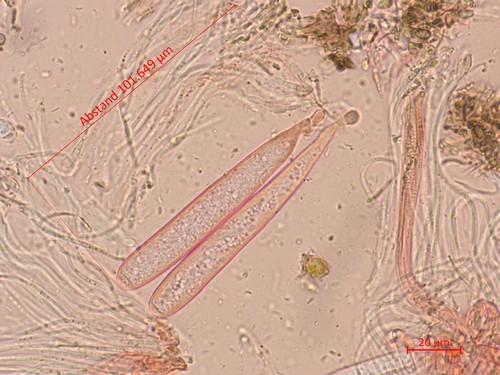 Vexillomyces xylophilus -