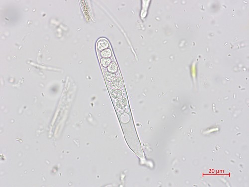 Vexillomyces xylophilus -
