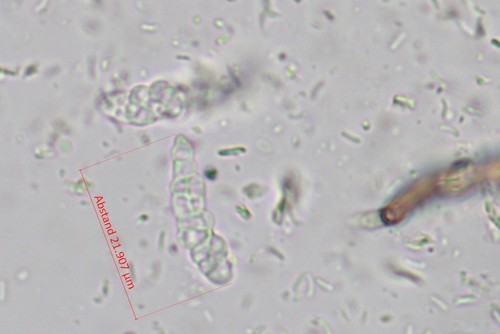Vexillomyces xylophilus -
