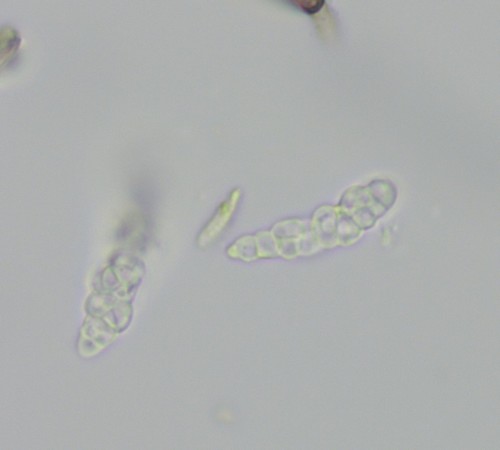 Vexillomyces xylophilus -