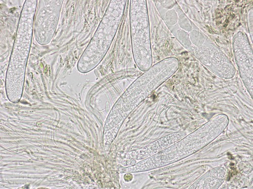 Vexillomyces xylophilus -