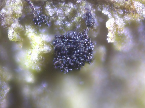 Berkleasmium tetraploides - 