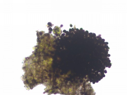 Berkleasmium tetraploides - 