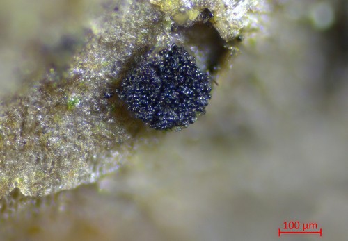 Berkleasmium tetraploides - 