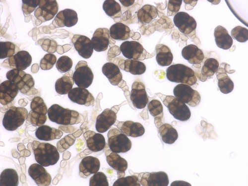 Berkleasmium tetraploides - 