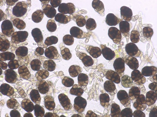 Berkleasmium tetraploides - 