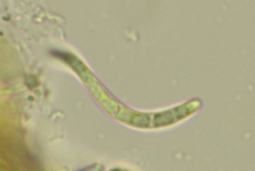 Leptosillia wienkampii - Spore/n - 