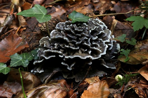 Thelephora palmata -