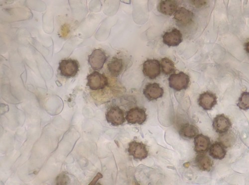 Thelephora palmata -