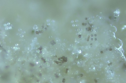 Thelephora palmata -