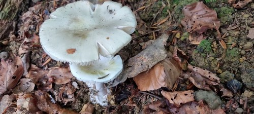 Amanita citrina var. alba - 