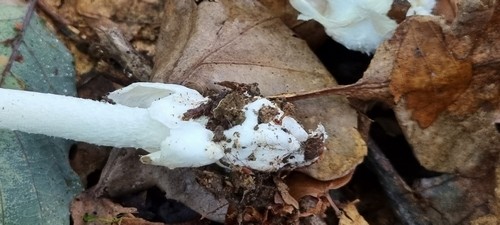 Amanita citrina var. alba - 