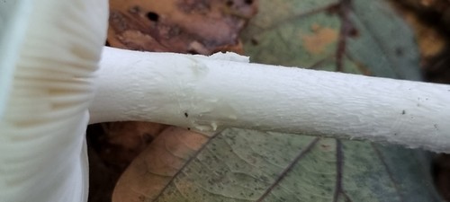 Amanita citrina var. alba - 