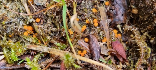 Byssonectria terrestris - 