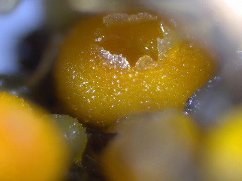 Byssonectria terrestris - 