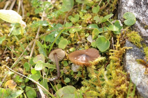Entoloma mougeotti - 