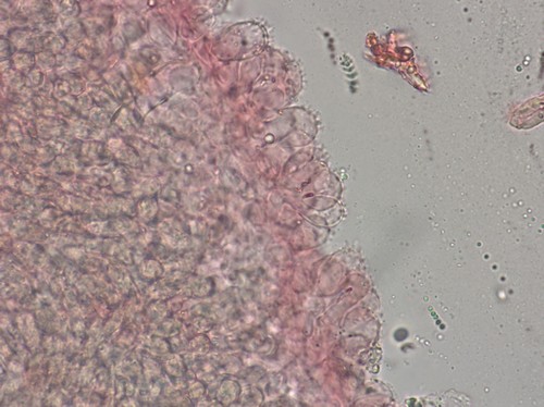 Mycena filopes - 