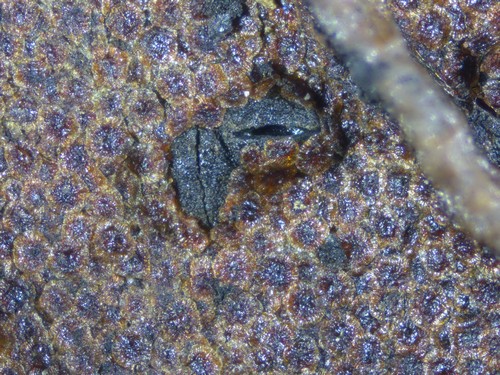 Lophomerum rhododendri - 