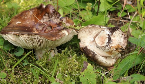 Russula adusta - 