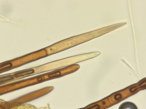 Lasiobelonium lanceolatum - 