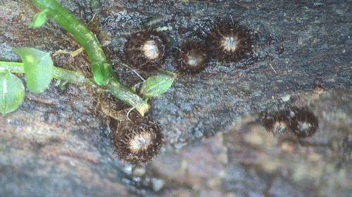 Lasiobelonium lanceolatum - 