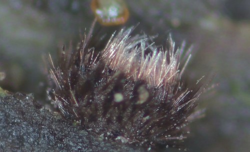 Lasiobelonium lanceolatum - 