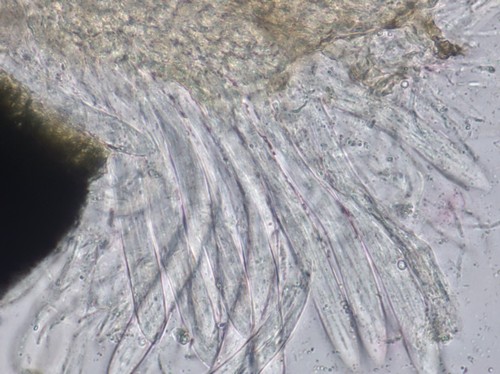 Lophomerum rhododendri - 