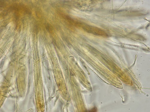 Lophomerum rhododendri - 