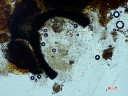 Lophomerum rhododendri - 